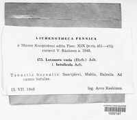 Lecanora varia image